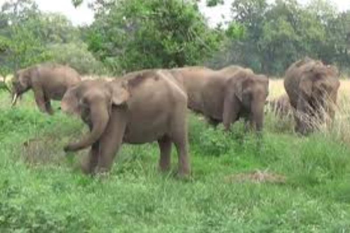 Elephant in jharkhand