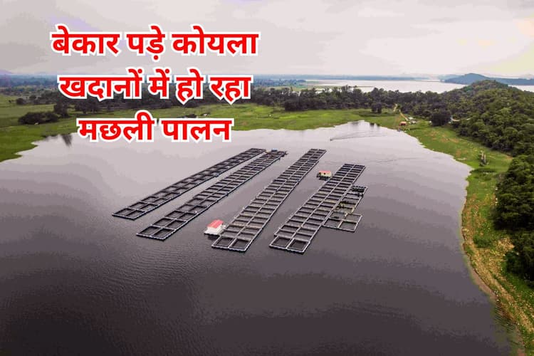 Good News: बंद कोयला खदानों में मछली पालन कर आजीविका कमा रहे विस्थापित