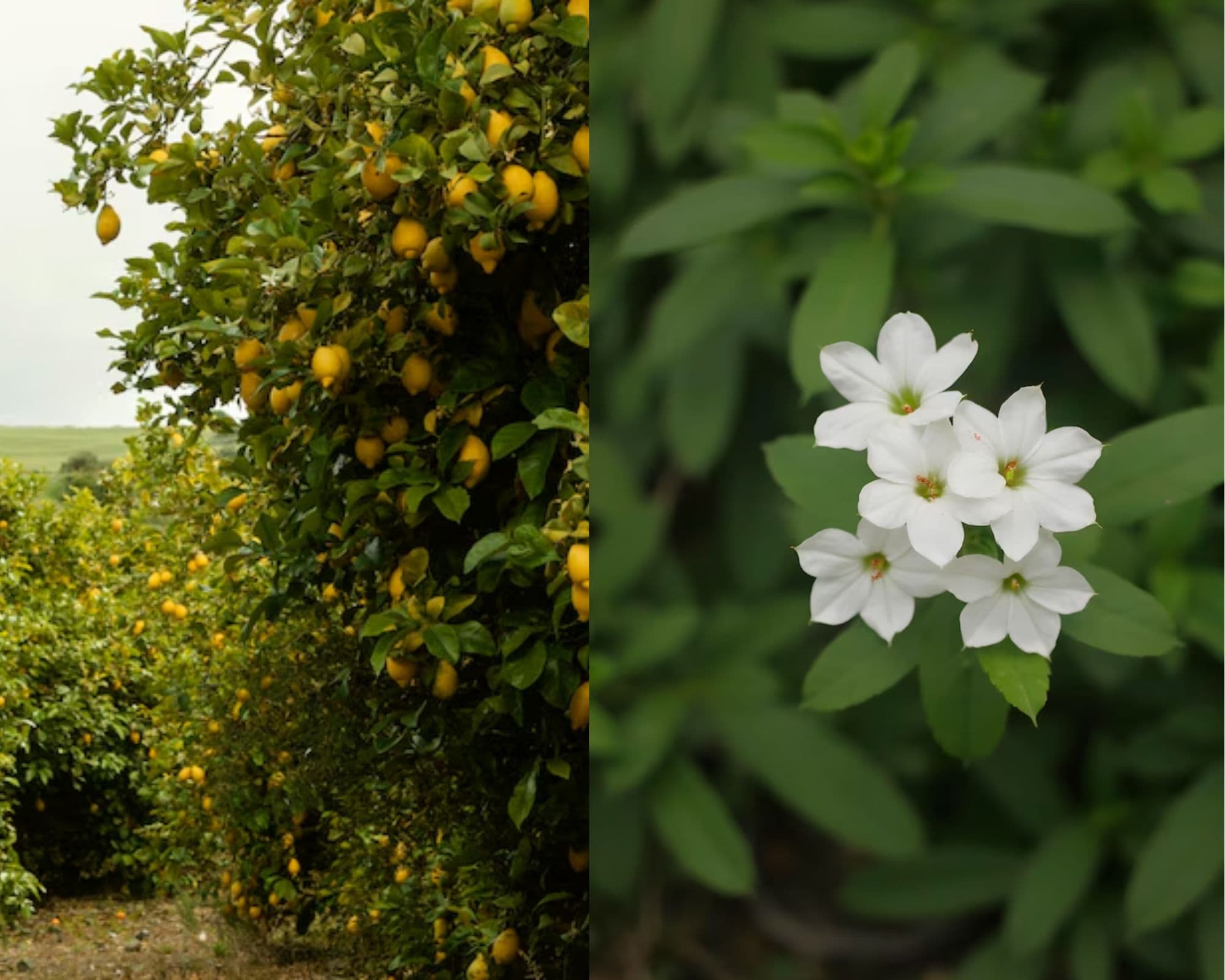 List of Plants Attract Snakes