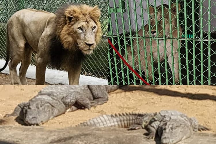 Ormanjhi Zoo Ranchi New Guests: भगवान बिरसा जैविक उद्यान में आए दो जोड़े नए मेहमान, 'अभय' और 'शबरी' से बढ़ी रौनक