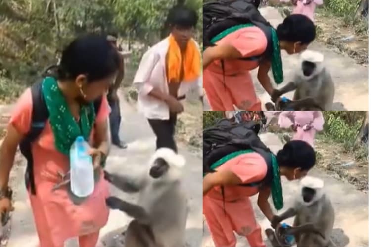 Viral Video: बंदर के लिए महिला का छलका मां जैसा प्यार, हाथों से पानी पिलाते हुए वीडियो वायरल
