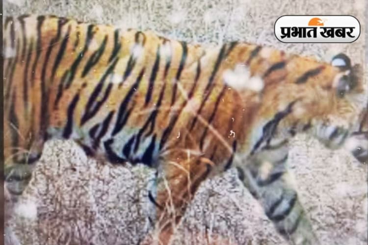 Tiger Havoc in Ranchi: रांची के मरदु गांव में किसान के घर में घुसा बाघ, तो लोगों ने क्या किया, जानकर रह जायेंगे दंग