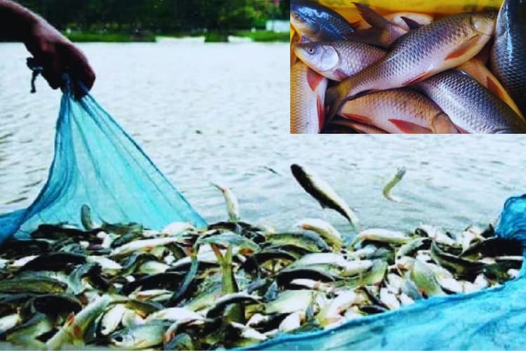 Bihar Fish Farming: बिहार के इस जिले में मछलियों को ‘मैटरनिटी लीव’, शिकार या व्यापार करते दिखे तो सीधे होगी कार्रवाई