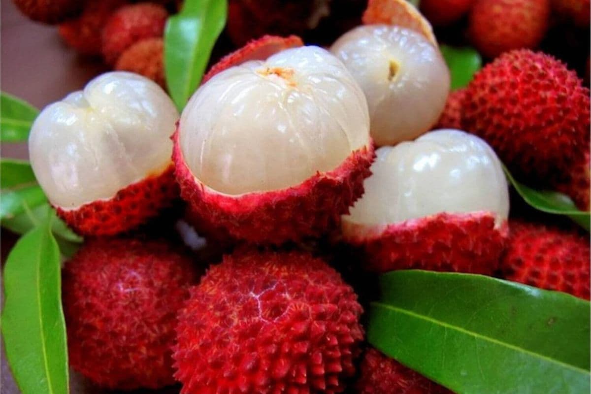 Muzaffarpur Litchi: दुबई के लोग चखेंगे बिहार के शाही लीची का स्वाद, 10 से 11 घंटों की यात्रा के बावजूद रहेगी फ्रेश