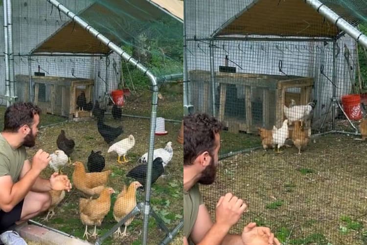 इस बंदे को मिलनी चाहिए 21 तोपों की सलामी! मुर्गियों को भी कर दिया ट्रेंड, वायरल हो रहा वीडियो