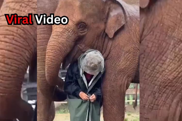 बारिश में एक शख्स के लिए छाता बन गया हाथी, दिल को छू लेगा गाल पर प्यार जताने का यह वीडियो