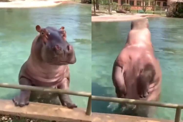 Viral Video: पानी के अंदर हिप्पो ने की जमकर मस्ती, लगाई बैक डाइव, मन मोह लेगा यह वीडियो