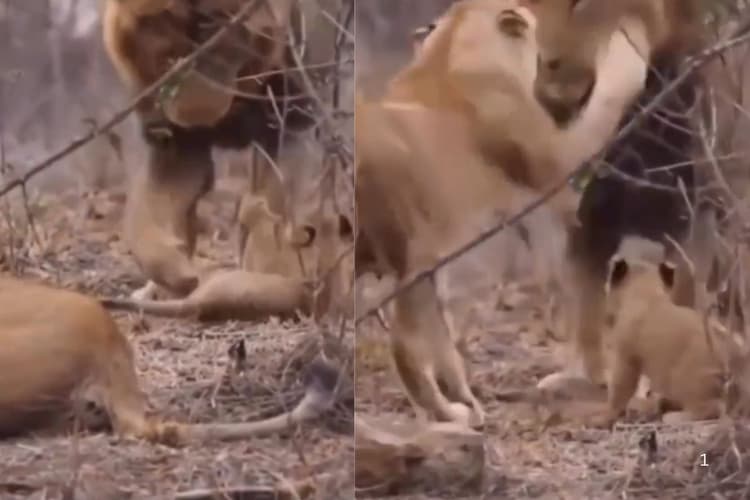 Viral Video: शेरनी ने जड़ दिया शेर के गालों पर जोरदार तमाचा, वीडियो देखकर नहीं रोक पाएंगे अपनी हंसी