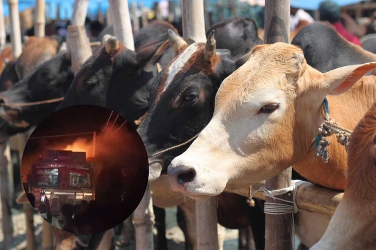 प्रतिबंधित मांस का शक, भीड़ ने ट्रक में लगाई आग, पुलिस खड़ी देखती रह गई, देखें वीडियो