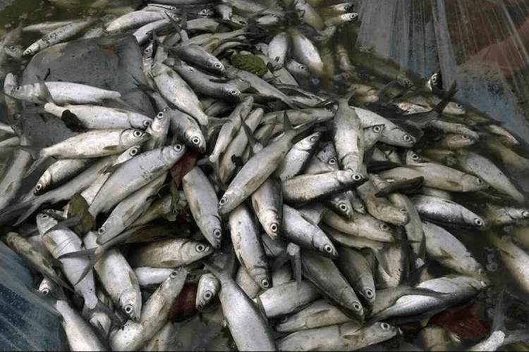 Bihar News: लूट सको तो लूट लो! सड़क पर बिखरी मछली, लोगों में मच गई होड़