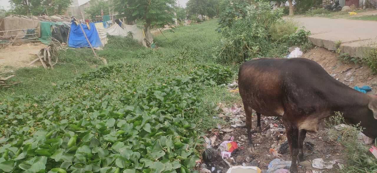 बदहाल सीवों वितरणी के पानी से पटवन को लेकर फिर जूझेंगे किसान