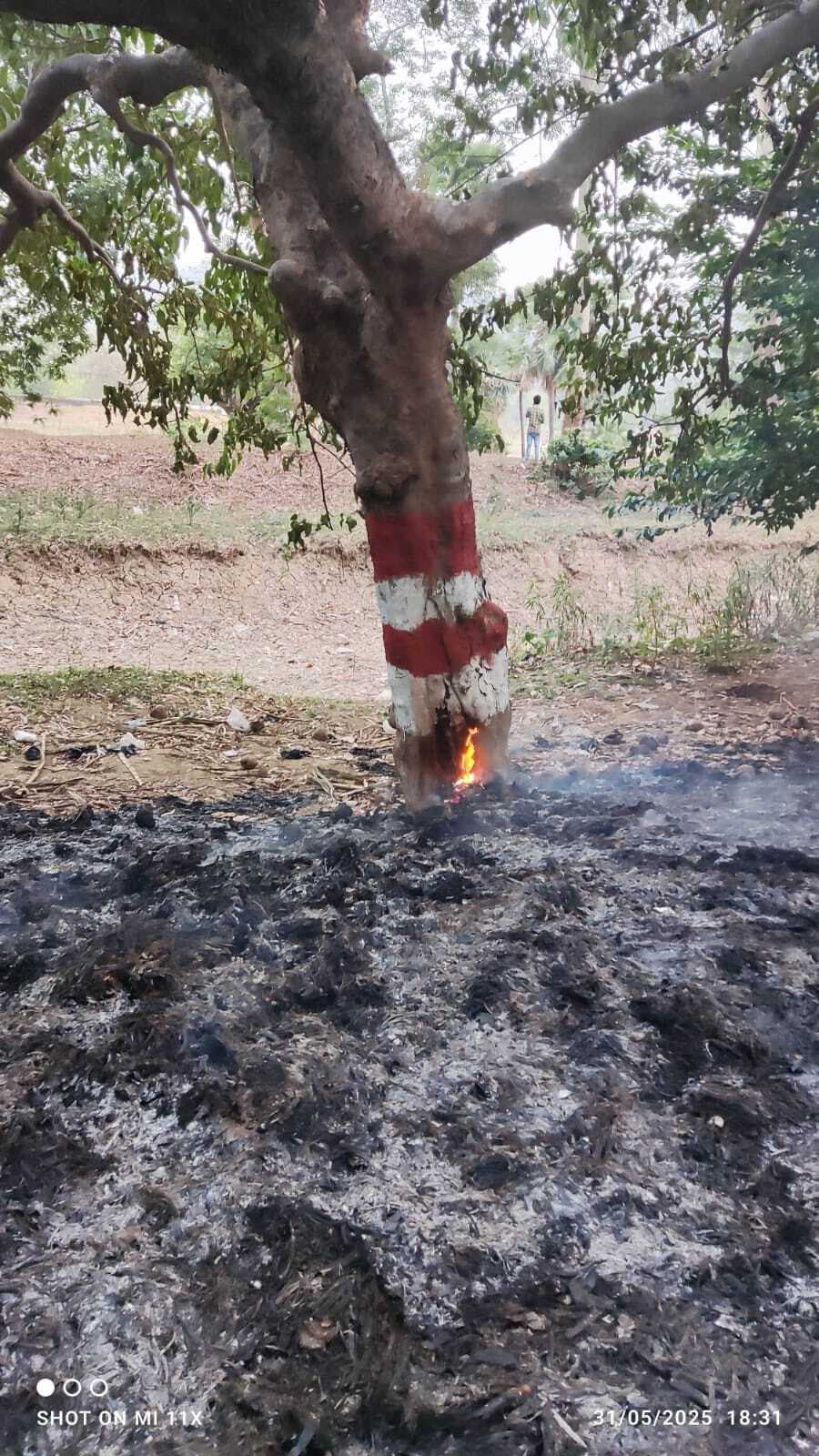 नगर की सफाई के दौरान आग लगाने से कई वृक्षों को नुकसान