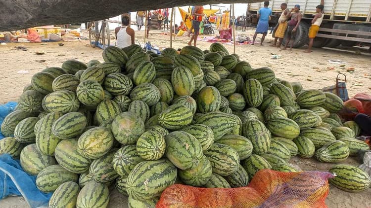 तरबूज की खेती कर किसान पानी के भाव बेचने को मजबूर