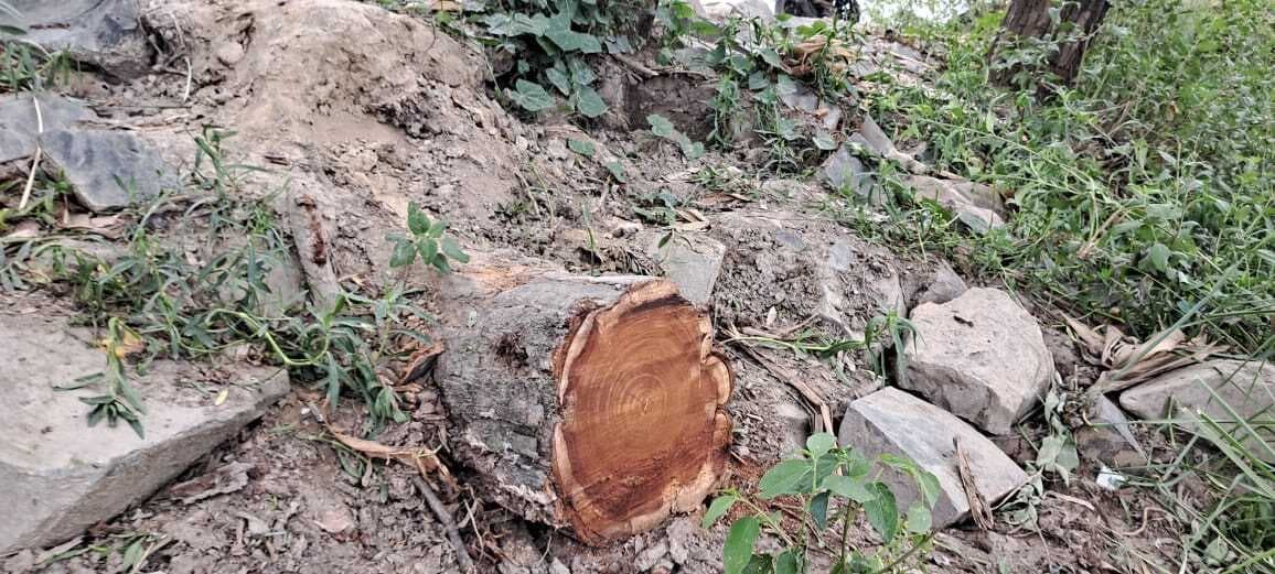 बाबा विशु राउत पचरासी से मेला कमेटी ने कटवाया शीशम का पेड़, ग्रामीणों ने वन विभाग को किया सुपूर्द