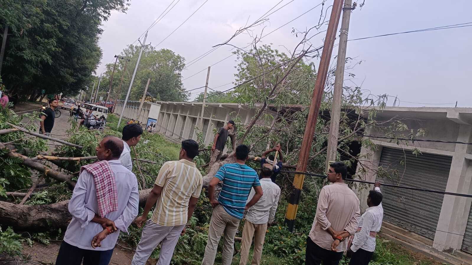 तेज आंधी में बिजली के तार पर गिरा पेड़, घंटों बाधित रही बिजली