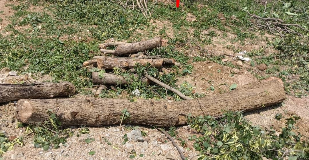 पेड़ों की कटाई में अनियमितता का आरोप
