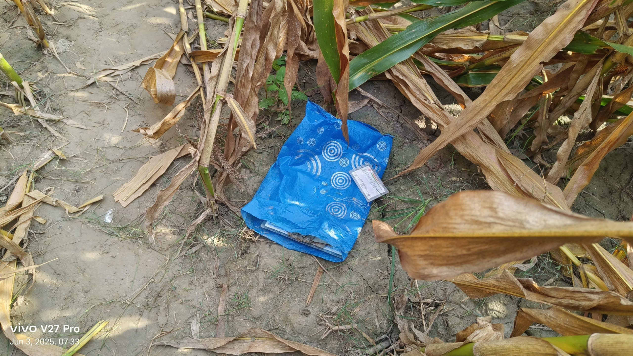 Bhagalpur news लापता बीए पार्ट टू की छात्रा का शव मक्का के खेत में मिला