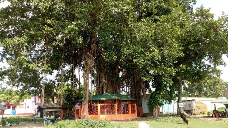 विश्व पर्यावरण दिवस पर विशेष: गरुड़ का बसेरा बना है 200 साल पुराना बरगद का पेड़