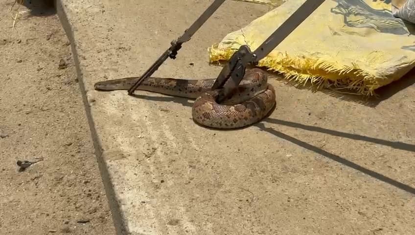 रिहायशी इलाके में मिला रसेल वाइपर, दहशत में लोग