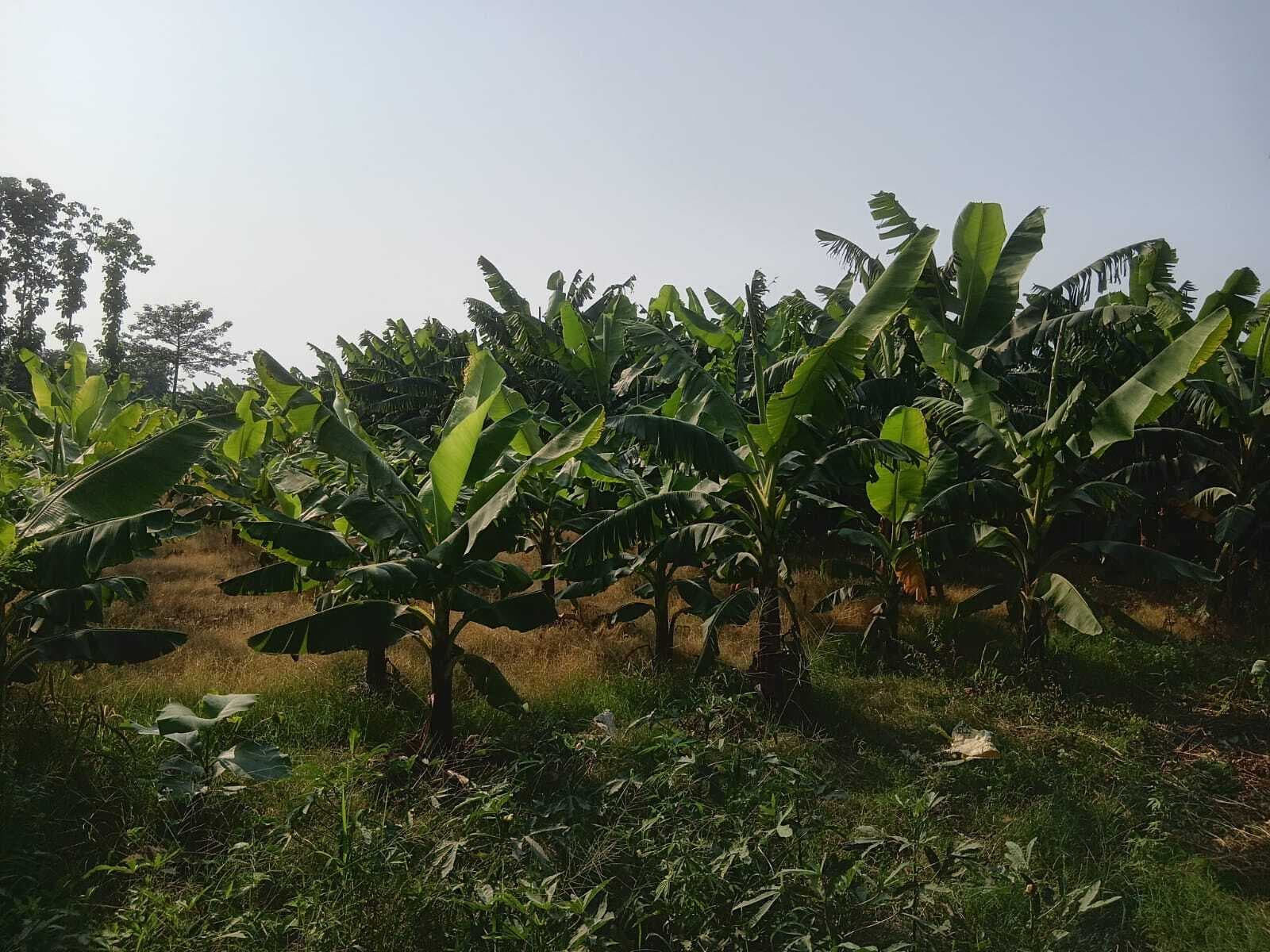 Bettiah : केला फसल का पटवन व एसी रूम नहीं होने से किसान परेशान