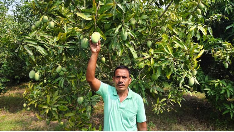 बंजर भूमि में आम की बागवानी कर पारकोड़ा गांव के शंकर दास ने बदली अपनी तकदीर
