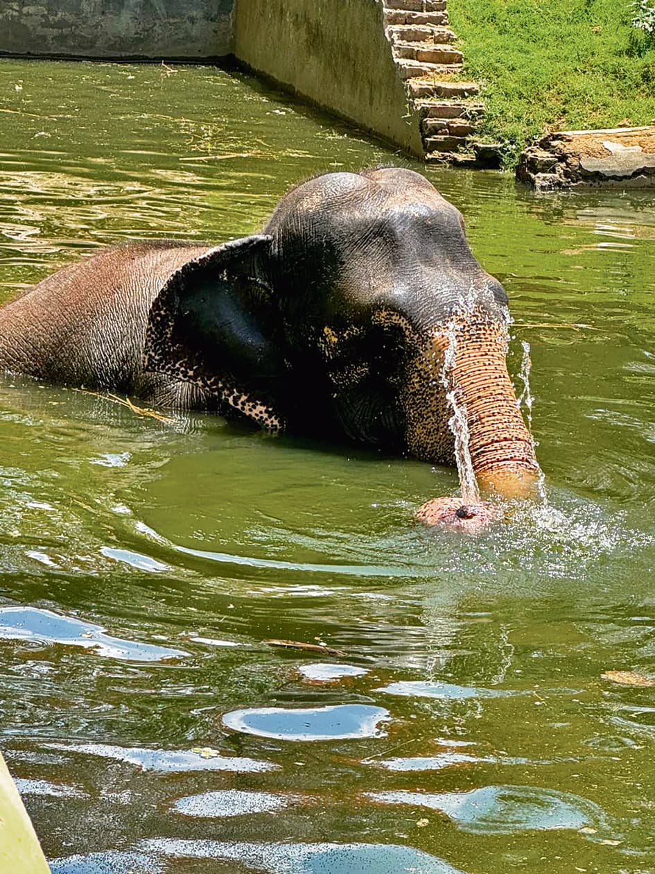 बढ़ते तापमान में जानवर नाइट हाउस में बीता रहे समय