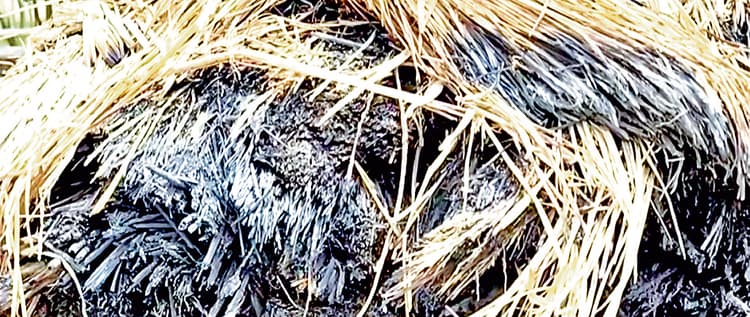 बीरभूम में तृणमूल के दो गुटों में हिंसक झड़प, 10 लोग घायल, 18 हिरासत में