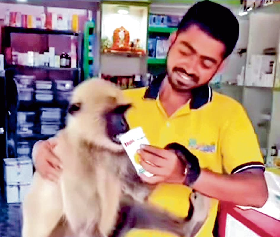 गर्मी से परेशान व बीमार लंगूर पहुंचा मेडिकल स्टोर, ओआरएस पीकर हुआ चंगा