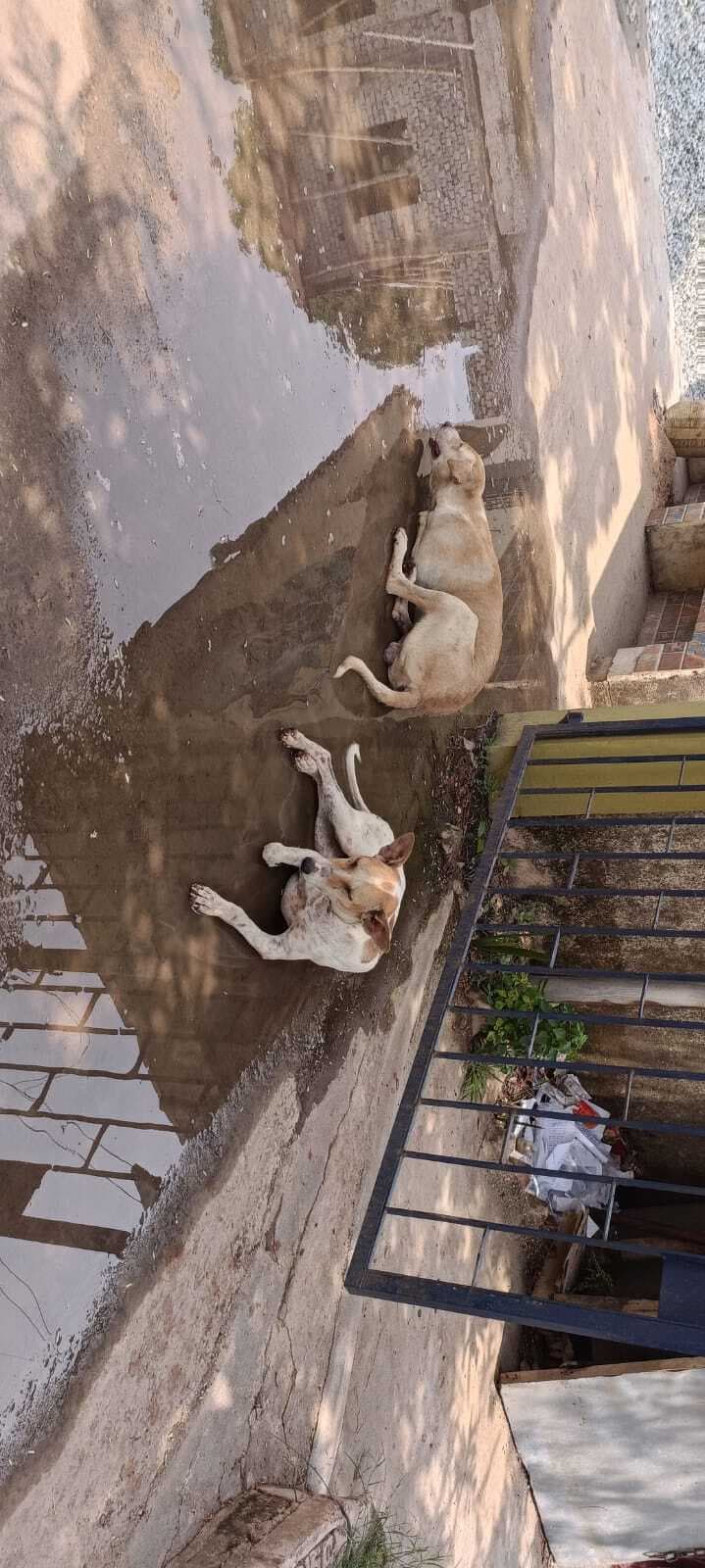 तेज गर्म हवाओं से बचाने के लिए पशुओं पर विशेष ध्यान देने की जरूरत