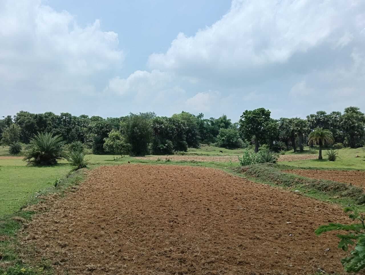 सप्ताह भर से बारिश नहीं, तेज धूप से किसानों की बढ़ी मुश्किलें