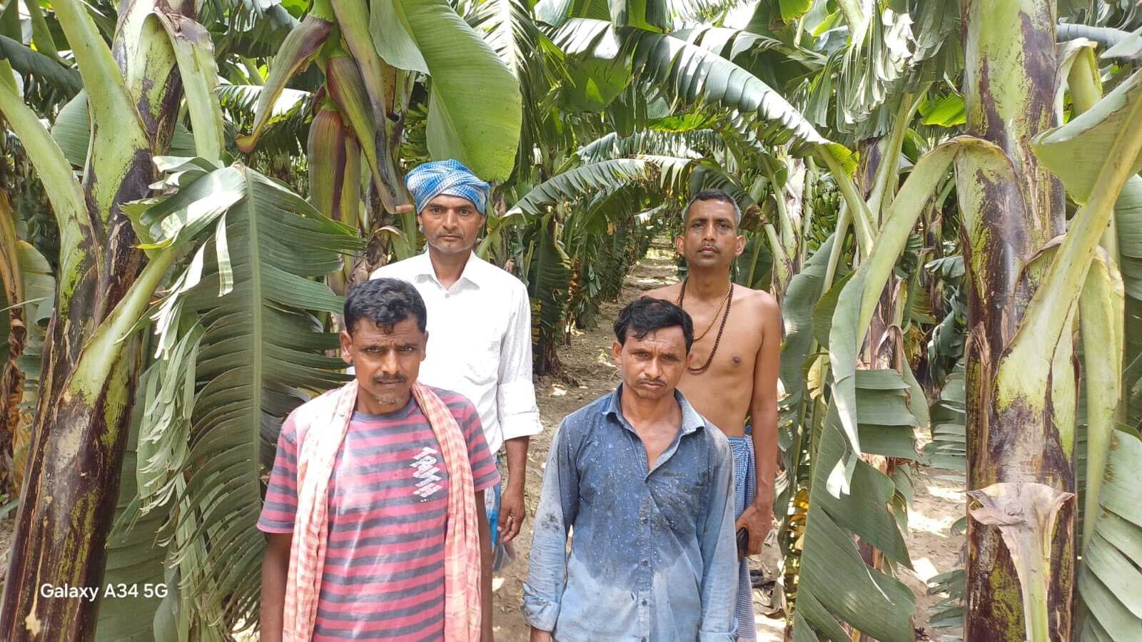 असामाजिक तत्वों ने केला के फसल को किया बरबाद