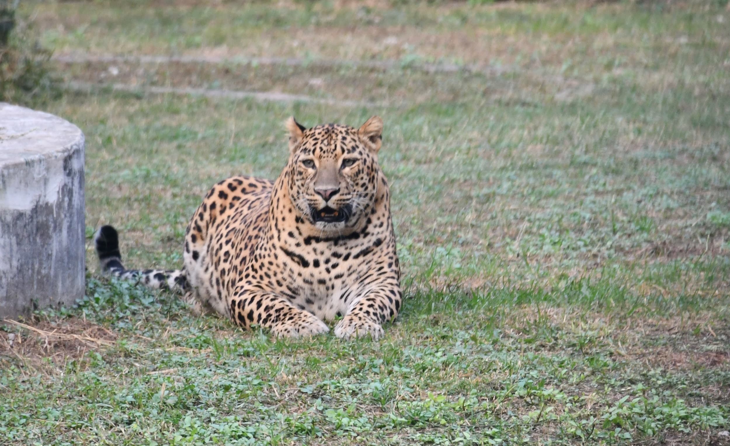 Bokaro News : जैविक उद्यान में नहीं है जानवर का डॉक्टर, रांची से चल रहा बीमार तेंदुए का इलाज