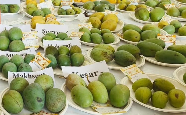 Jamshedpur news. जिला का पहला आम महोत्सव आज, साकची में एक मंच पर आयेंगे आम के उत्पादक