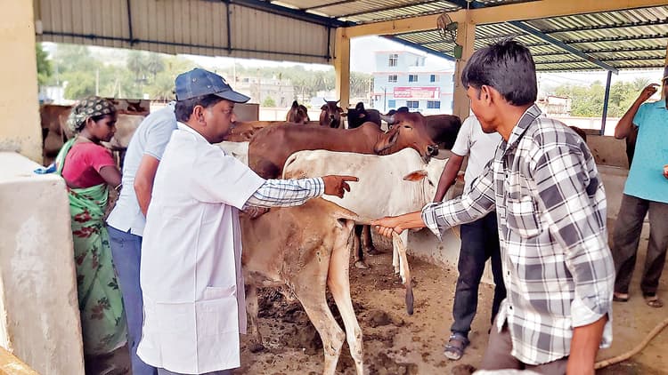 Rourkela News: गोशाला में शिविर लगाकर गोवंश का किया गया इलाज, दी गयी दवा