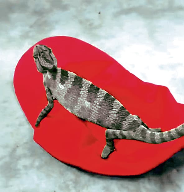 विलुप्त प्रजाति का कैमेलियन बरामद