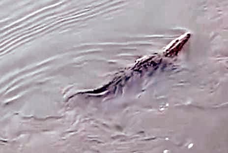 चुंचुड़ा में फिर नदी में दिखा मगरमच्छ