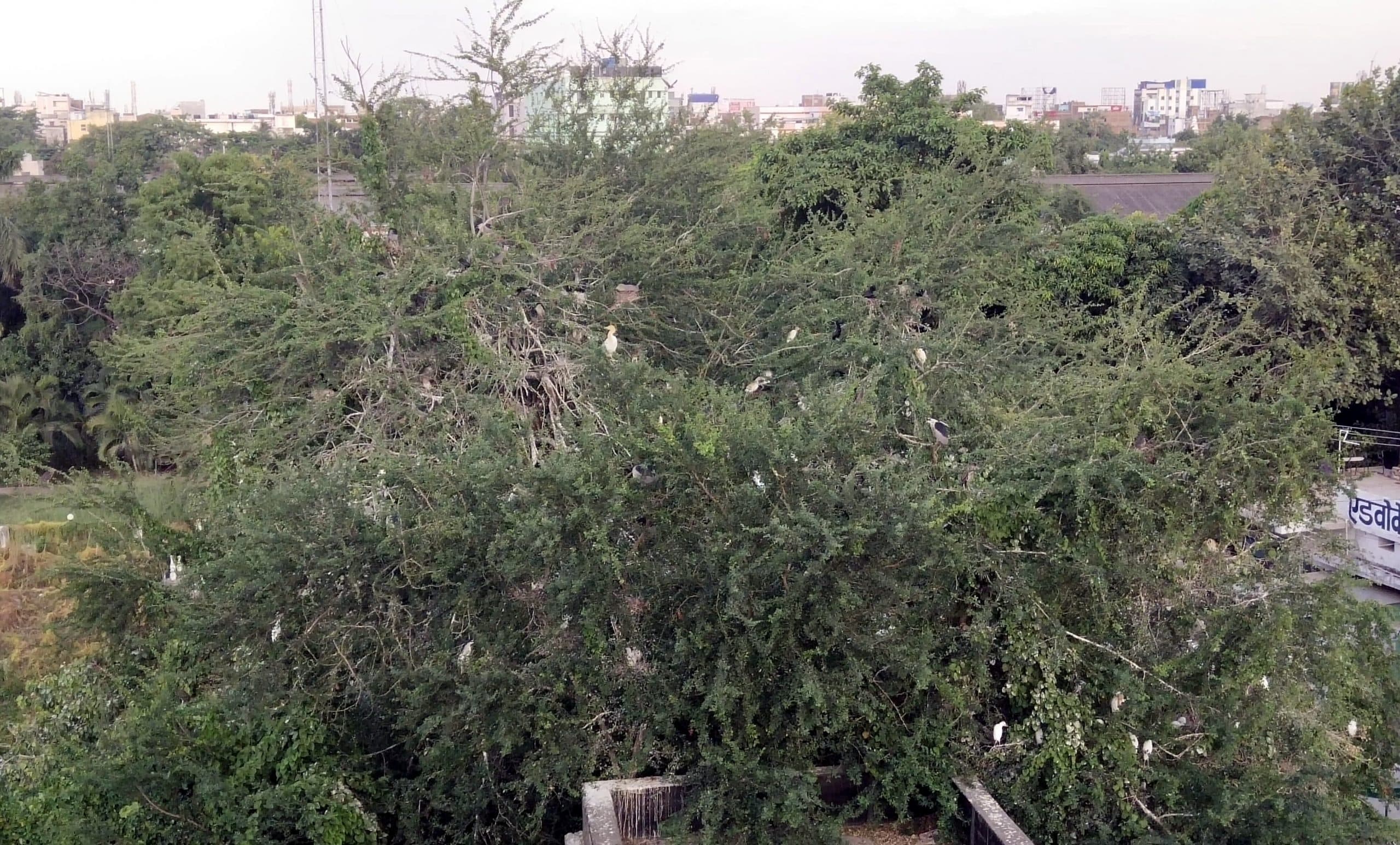 सिविल कोर्ट पोखर के पेड़ो पर आए साइबेरियन पक्षी