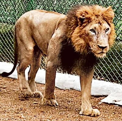 जैविक उद्यान में शेर-शेरनी की एंट्री, पर्यटकों में उत्साह