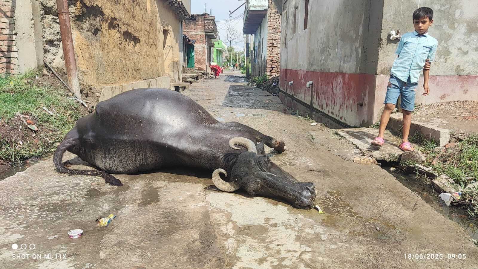 कसेर में करेंट की चपेट में आने से भैंस की मौत