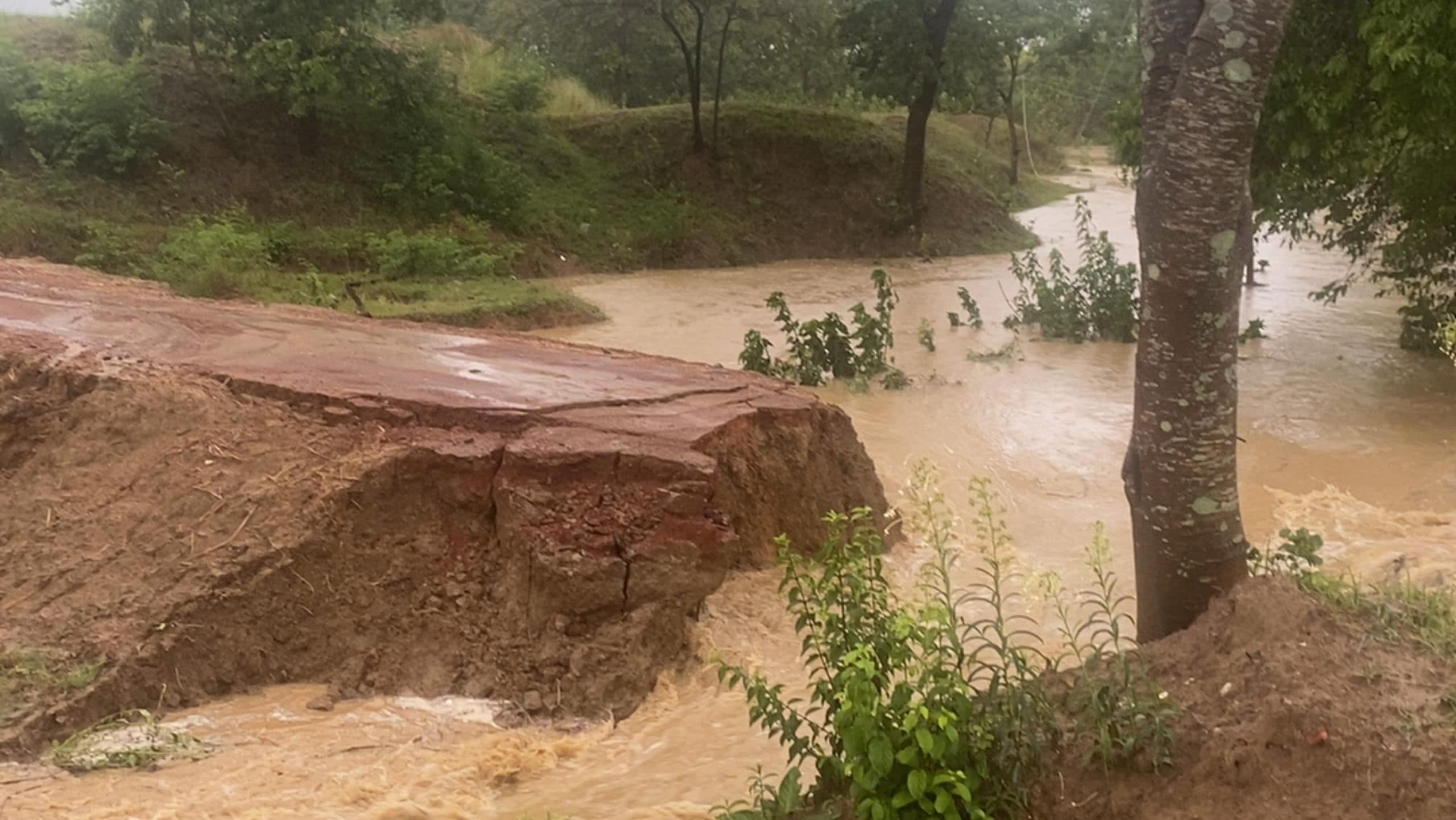 बारिश से डायवर्सन बहा, खेतों में जल-जमाव से फसलें बर्बाद