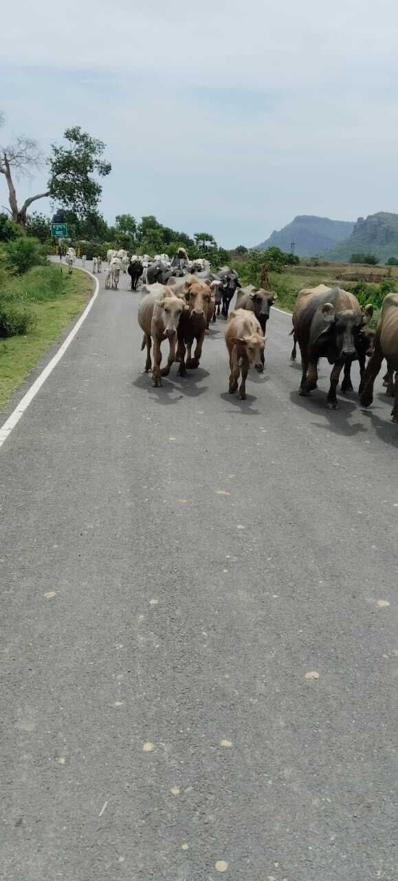 चार माह बाद अपने पशुओं को लेकर पशुपालक आने लगे घर