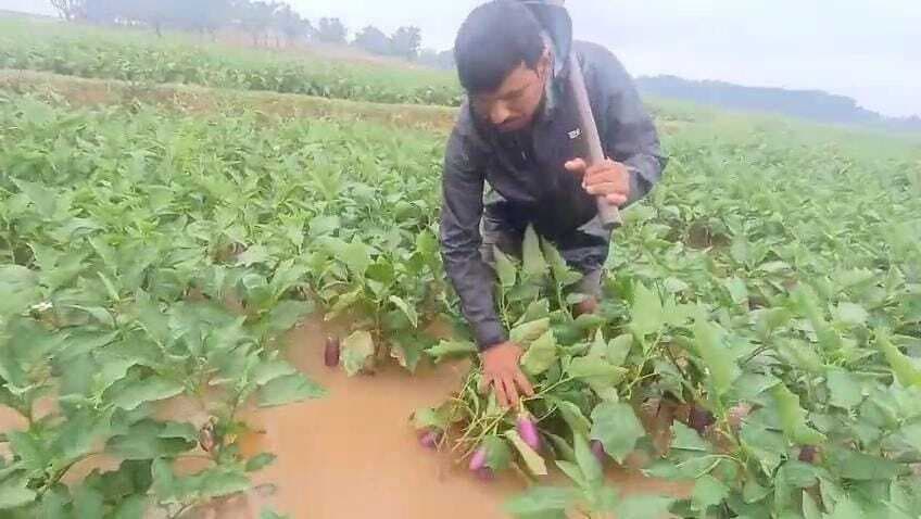 साप्ताहिक बाजार में औने-पौने दाम में बिकीं सब्जियां