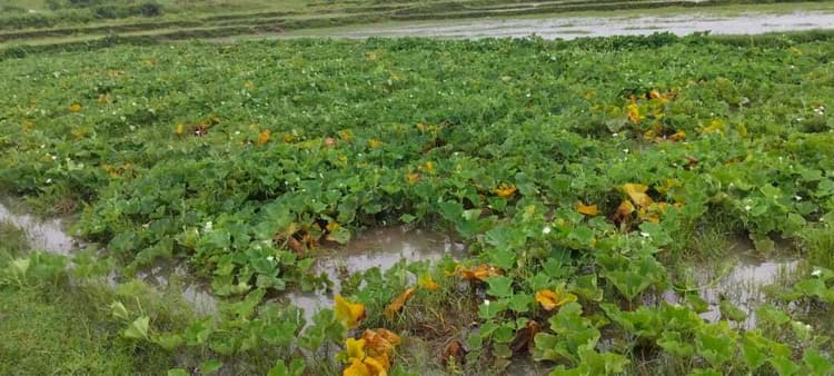 East Singhbhum News : लगातार बारिश से हरी सब्जियों को नुकसान, किसान हुए चिंतित