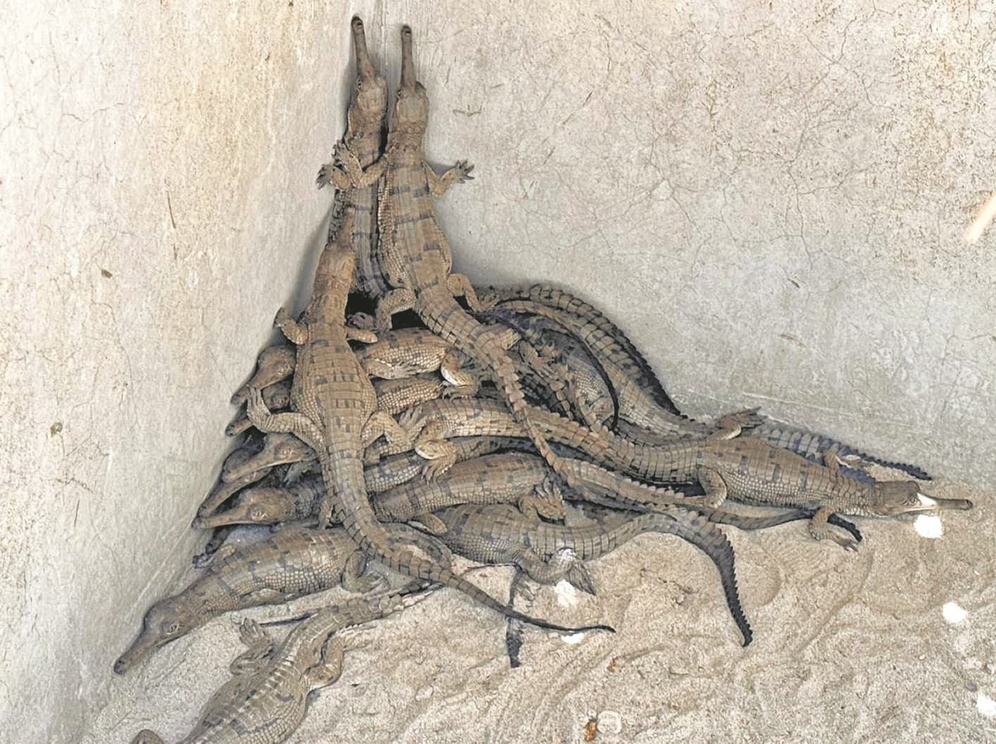 जू में फिर घड़ियाल के 20 बच्चों ने लिया जन्म