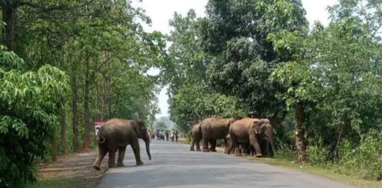 Chaibasa News : उखुंडा सेक्शन में 14 दिनों से 27 हाथियों का झुंड मचा रहा उत्पात