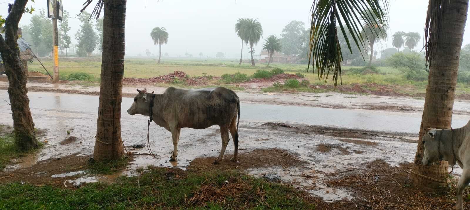 जिले भर में अब तक 90 मिमी हुई बारिश, किसानों में खुशी