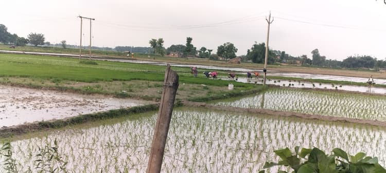 बारिश होने के साथ धान की रोपाई हो गयी शुरू