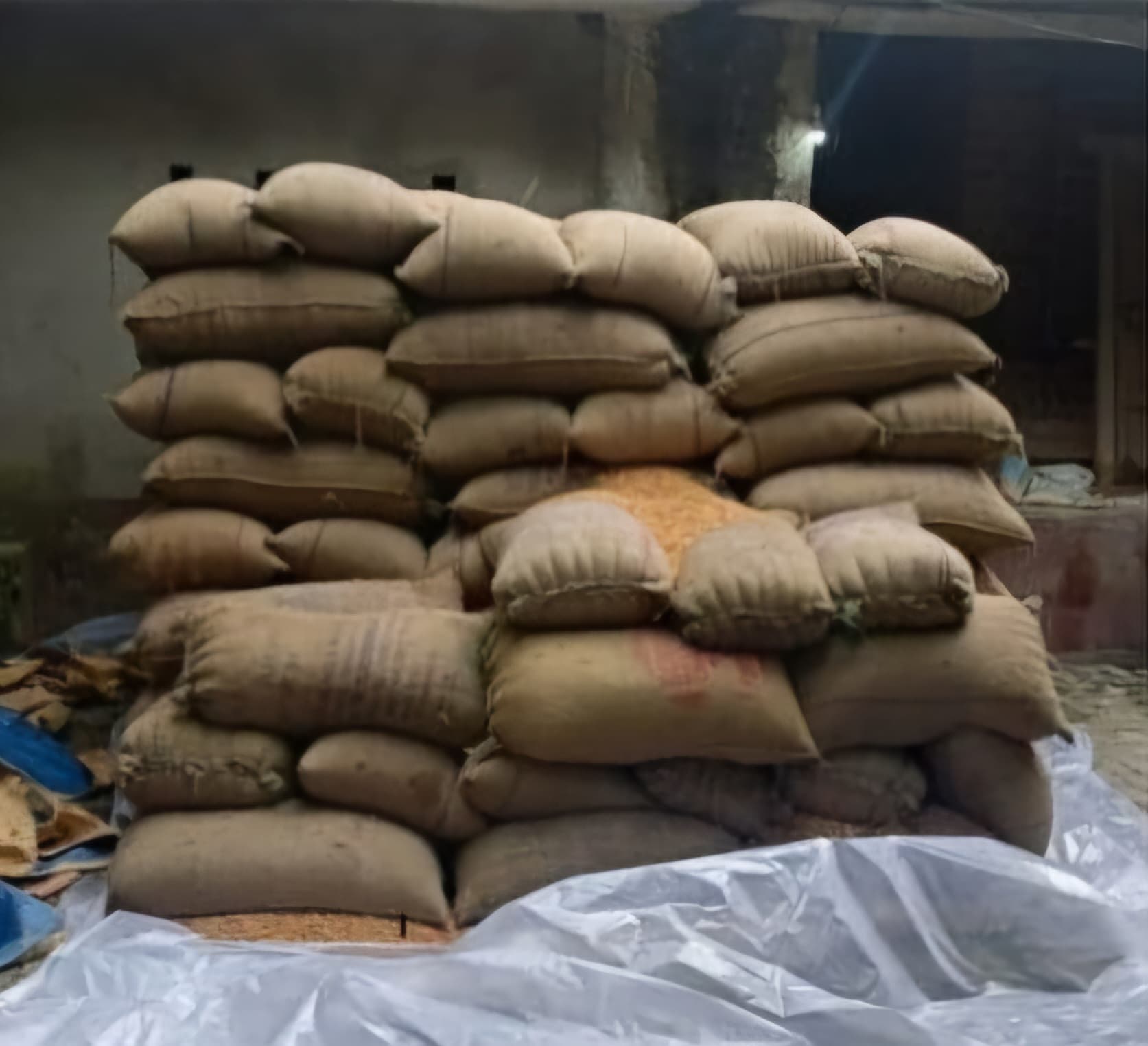 मक्का बोरी गोदाम से बरामद