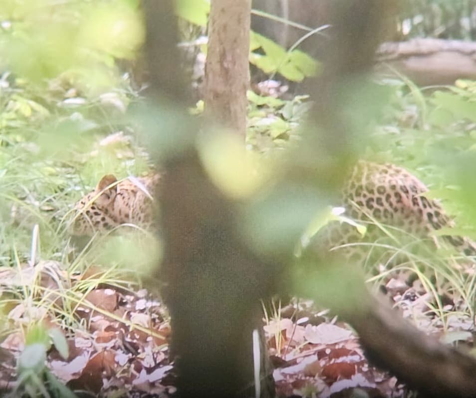 Bettiah : पर्यटकों को रोज दिख रहे हैं तेंदुआ सहित कई जंगली जानवर