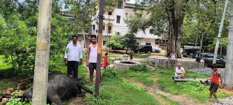 बिजली तार की चपेट में आकर मवेशी मरा